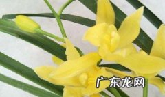 黄金小神童如何养护 黄金小神童的缺点