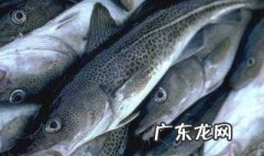 鳕鱼怎么处理干净 鳕鱼需要怎么处理