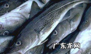 鳕鱼怎么处理干净 鳕鱼需要怎么处理