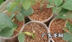 毛杜鹃扦插多久生根 毛杜鹃修剪时间