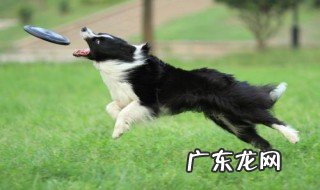 边牧哪个季节换毛 边牧哪个季节换毛最多