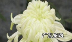 秋菊在什么季节盛开的 秋菊在什么季节盛开