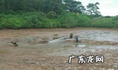 塘泥怎样处理才能种菜苗 塘泥怎样处理才能种菜