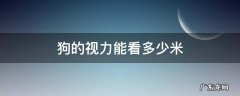 泰迪狗的视力能看多少米 狗的视力能看多少米