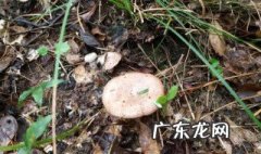 枞树菇的生长周期 枞树菇什么季节有