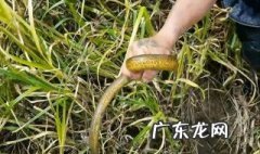 直针怎么钓黄鳝 直钩钓黄鳝好还是歪钩钓黄鳝好