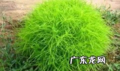 泽漆什么季节采 泽漆什么时候采摘最好