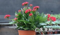 玉树上嫁接长寿花在哪个季节好 玉树上嫁接长寿花在哪个季节好呢