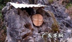 诱蜂桶放在什么朝向好一点 诱蜂桶放在什么朝向好