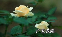 玫瑰花水植什么季节生根快 玫瑰花水植什么季节生根