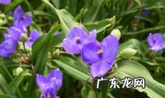 千寿丸跟大阪松养护一样吗 千寿丸与大阪有何区别