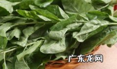 如何使用枸杞叶 可以做菜吃