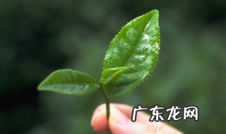 哪个季节的茶叶不打药 几月份茶叶不打药