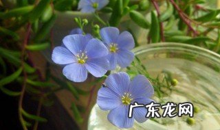 蓝花亚麻适合什么季节种植 蓝花亚麻花期几月