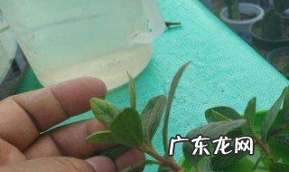 种子发芽后什么时候移栽 种子发芽后什么时候移植比较好
