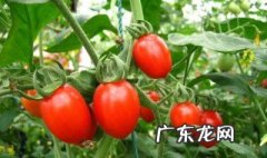 小番茄是什么季节的 小番茄是在什么季节生长