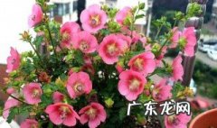 小木槿种子催芽 小木槿子播发芽后如何养护