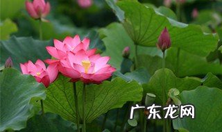 荷花是什么时候什么季节开 荷花是什么时候什么季节开放的