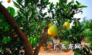 脐橙树怎么养 脐橙树怎么种植成活率高