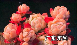 多肉贝瑞如何繁殖 多肉贝瑞怎么养会爆盆