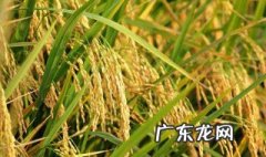 比较耐涝的水果 适合易涝多水的农作物