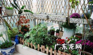 春季北露台种什么菜合适 春季北露台种什么菜