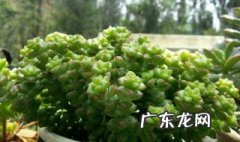 多肉小米星下半段枯了怎么办 刚种的小米星多肉为什么干瘪