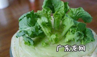 怎么室内养白菜不烂根 怎么室内养白菜