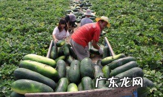 种冬瓜施什么肥好 种冬瓜加什么肥料
