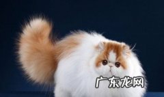 长毛猫的猫毛已经打结了怎么处理好 长毛猫的猫毛已经打结了怎么处理
