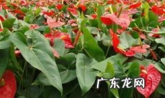 大棚里的茉莉花怎么养殖 大棚里的茉莉花怎么养