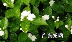 嫩枝扦插最适合的季节 嫩枝扦插在什么季节