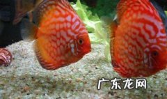 红色罗非怎么养 红色罗非鱼图片大全