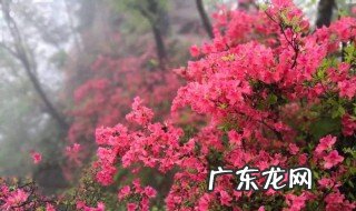汝阳西泰山杜鹃花开了没有 汝阳西泰山杜鹃花什么时候开