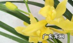 黄金小神童兰花怎么养护和管理 黄金小神童兰花介绍