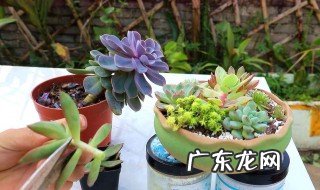 插扦多肉苗如何养护 插扦多肉苗如何养护和浇水