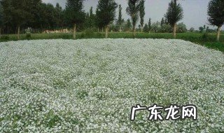 北方什么时候种满天星草莓 北方什么时候种满天星