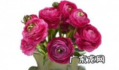 牡丹鲜切花怎么养护好 牡丹鲜切花怎么养护