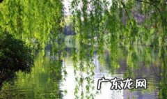 种柳树有什么禁忌吗 种柳树有什么禁忌