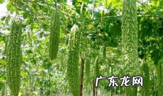 什么样的土壤适合种苦瓜呢 什么样的土壤适合种苦瓜