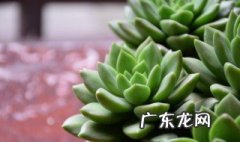 春天多肉要怎么养护 春天多肉要怎么养