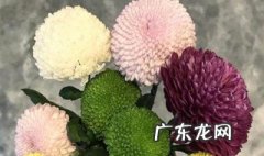球菊春天怎么养 球菊春天要修剪吗