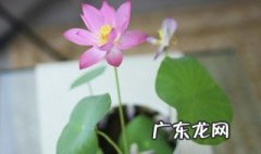 碗莲种藕什么时候种植最好 碗莲种藕几月份发芽