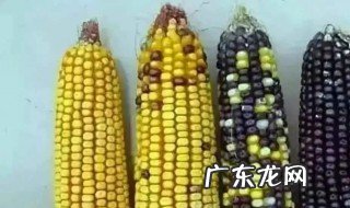 玉米为什么要异花传粉 玉米异花传粉时需去雄吗?