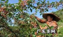 北方适合种什么品种的花椒 北方适合种植什么花椒树品种?