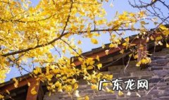 银杏为什么不能种院子里 银杏为什么不能种院子里呢