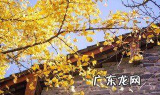 银杏为什么不能种院子里 银杏为什么不能种院子里呢
