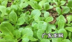 北方四月种什么菜最合适 北方四月种什么菜合适