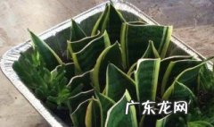 如意皇后叶子全部修剪掉 如意皇后叶子可以扦插吗