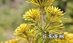 植物光合作用产生atp的场所 植物光合作用产生atp场所